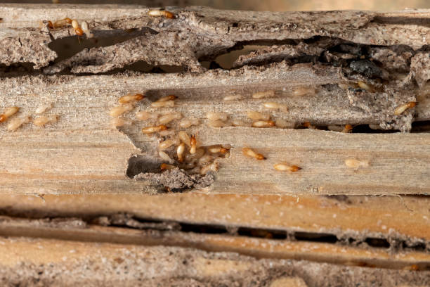 Best Wildlife Control Services  in Bruce, MS